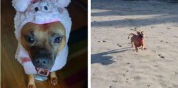Justice for 107 Dogs 17