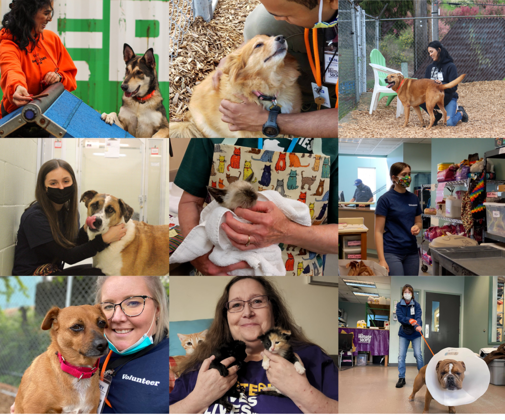 Shelter Volunteers Make an Impact - The Humane Society for Tacoma & Pierce County Shelter Volunteers Make an Impact - The Humane Society for Tacoma & Pierce County