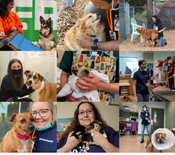 Shelter Volunteers Make an Impact