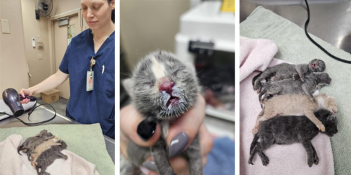 Kittens Found in the Cold