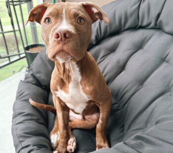 You Made it Possible: Salmon Poisoning Dogs 3