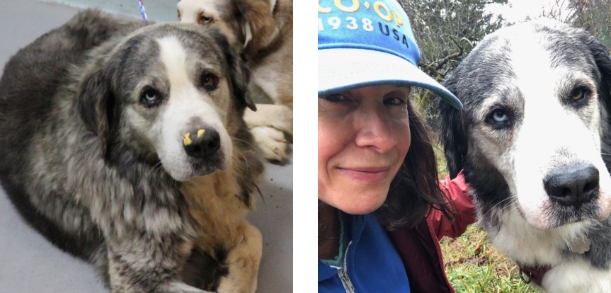 You Made it Possible: Mason County Dogs